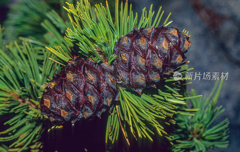 白皮松(Pinus albicaulis)，俗称白皮松、白皮松、白松、沥青松、灌丛松和匍匐松[3]，是一种针叶树，原产于美国西部和加拿大的山区，特别是美国南部的亚高山地区